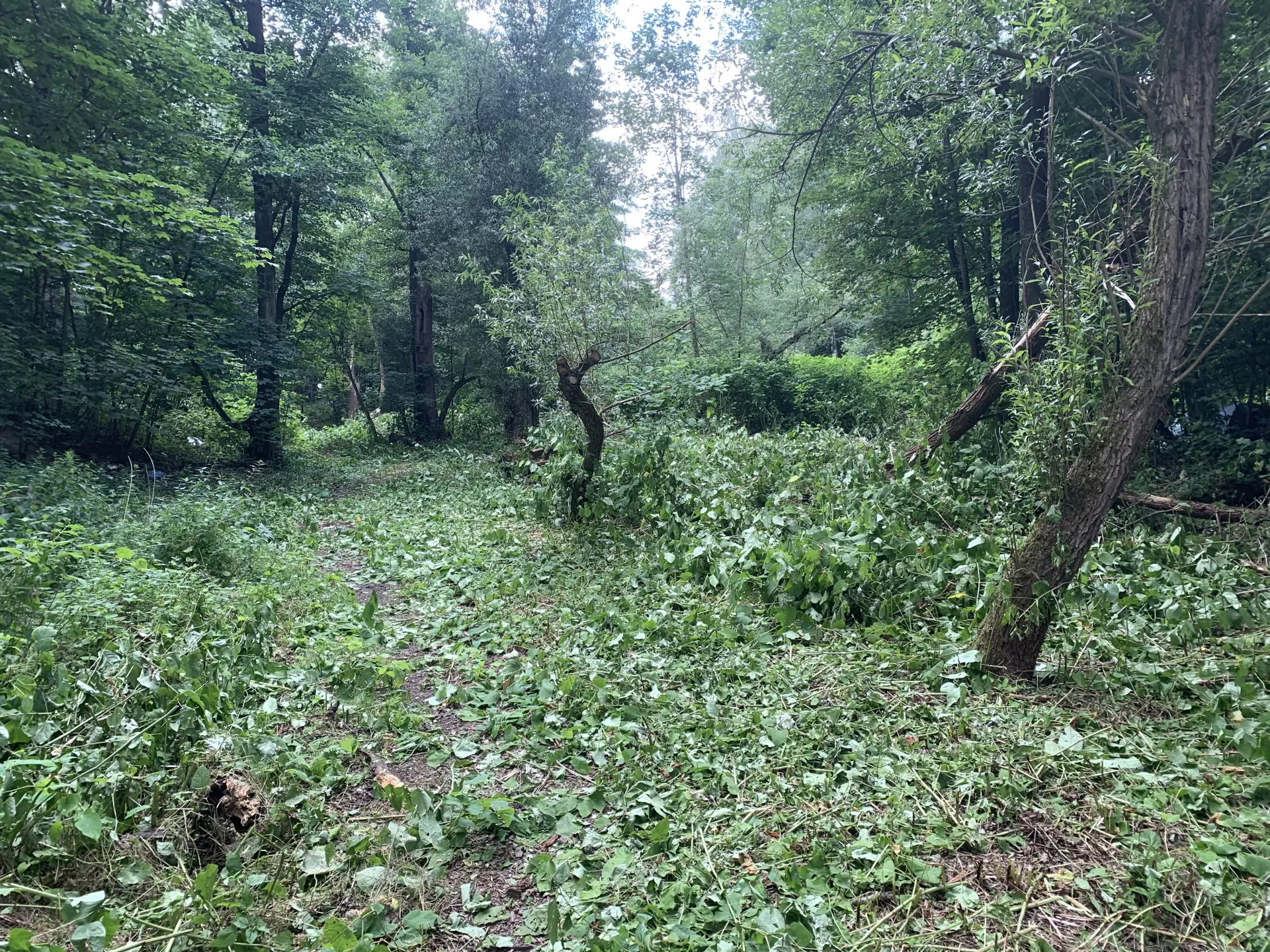 Prvn&iacute; etapa likvidace invazn&iacute;ch rostlin Za Nisou ukončena